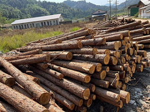 寻乌县东江源林场申报权属所有的31.485m³ 杉原木的网络竞价拍卖公告